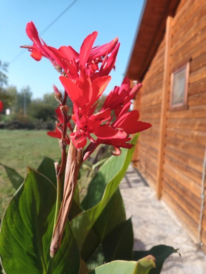 Lolini Bungalovi Novi Sad Dış mekan fotoğraf